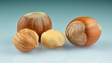 Hazelnuts and Filberts