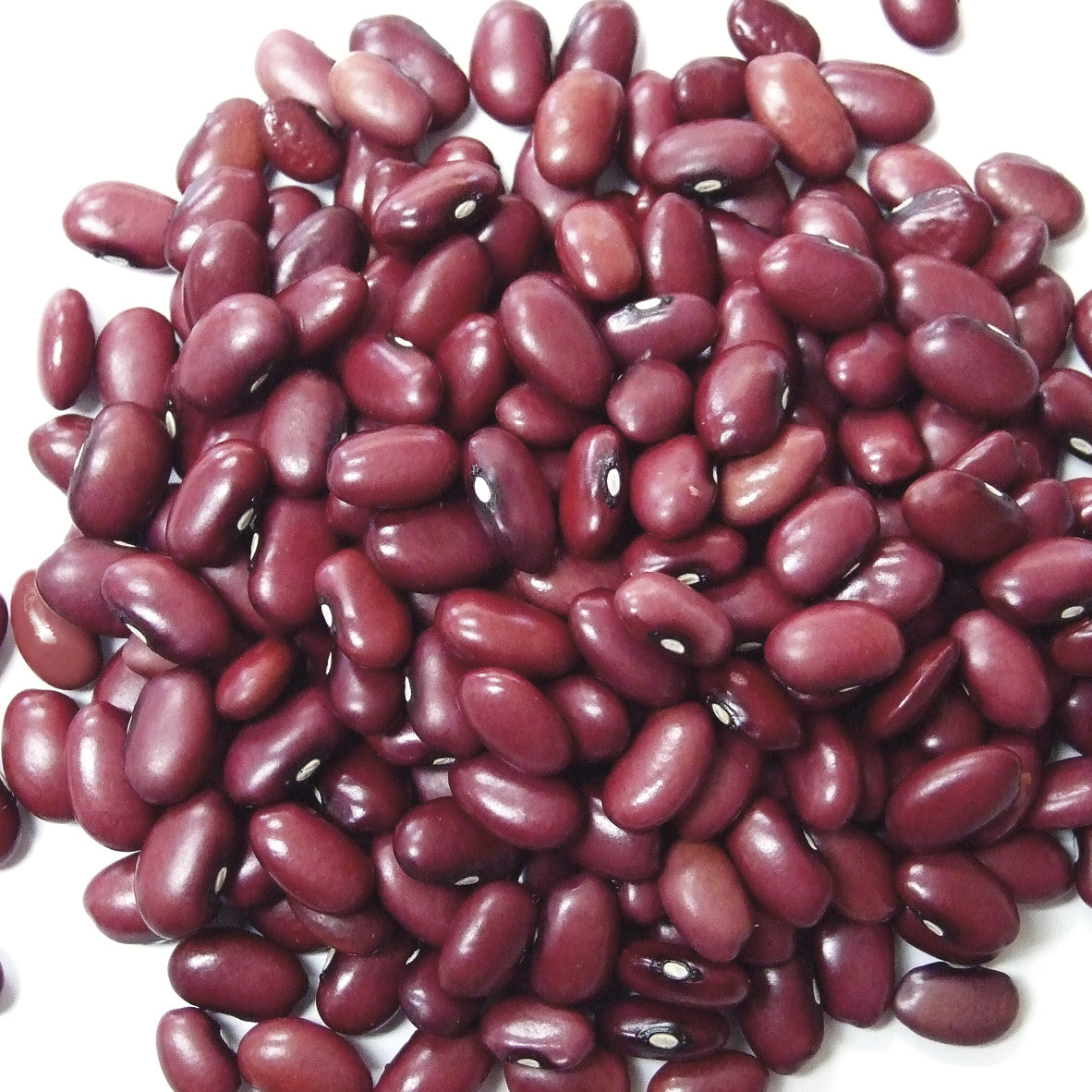 Jack Rabbit Bean Small Reds. 1-25 Pound Kosher; Non-gmo 1-25 Pound