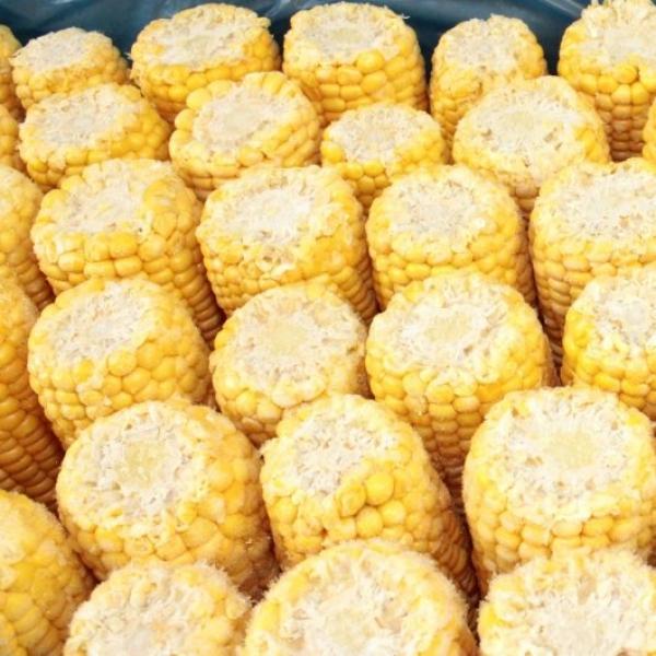 Commodity Corn Cob 5" 48 Count Packs - 1 Per Case.